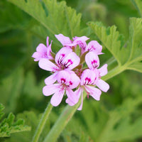 Pelargonium citrosum ‘Mozzie Buster’ - Ladybird Nursery