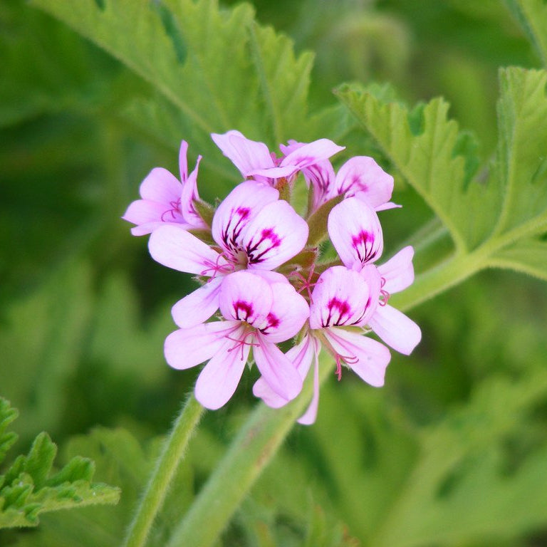 Pelargonium citrosum ‘Mozzie Buster’ - Ladybird Nursery