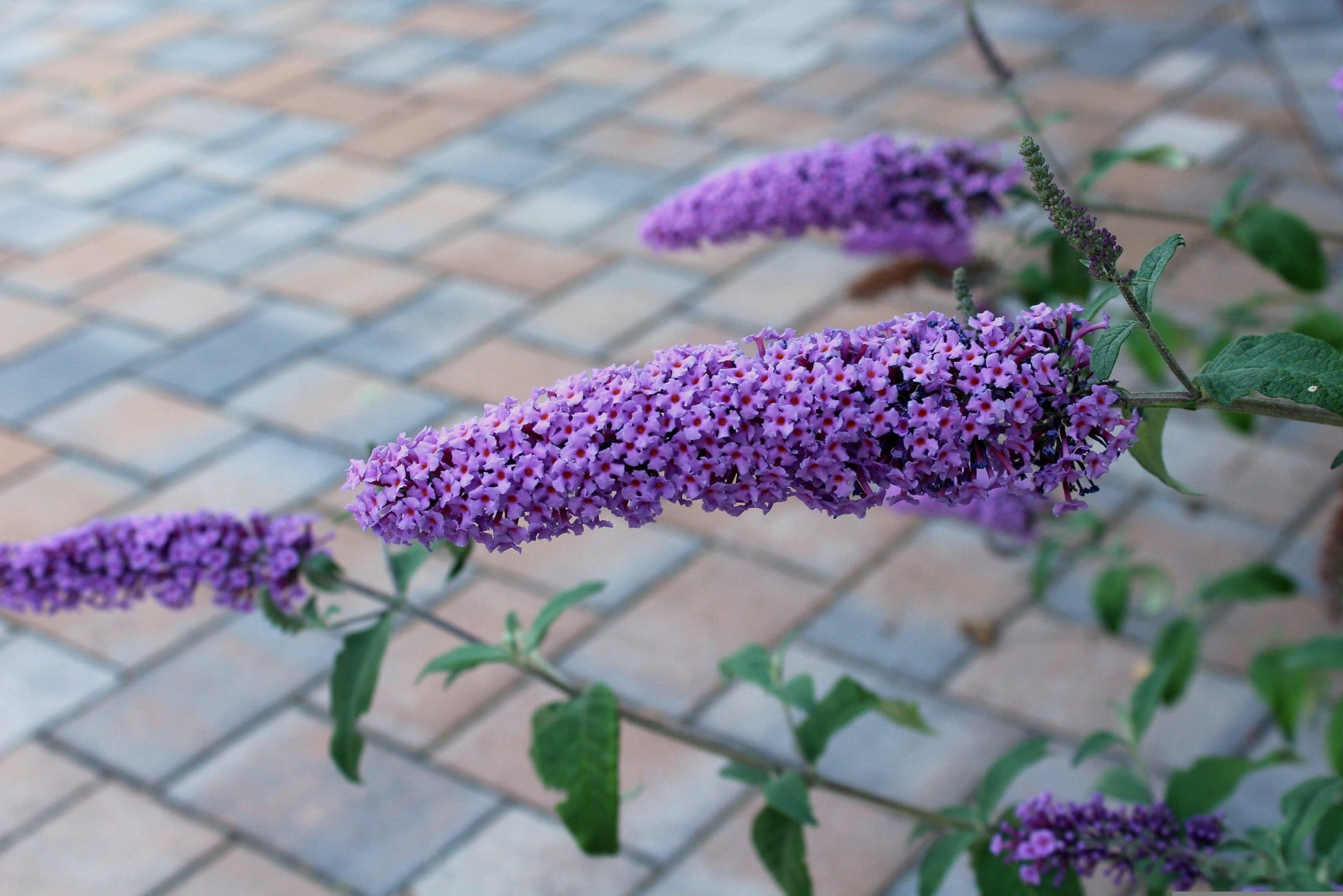 Butterfly Bush Five Purple (Buddleja High)