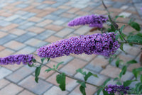 Butterfly Bush Five Purple (Buddleja High)