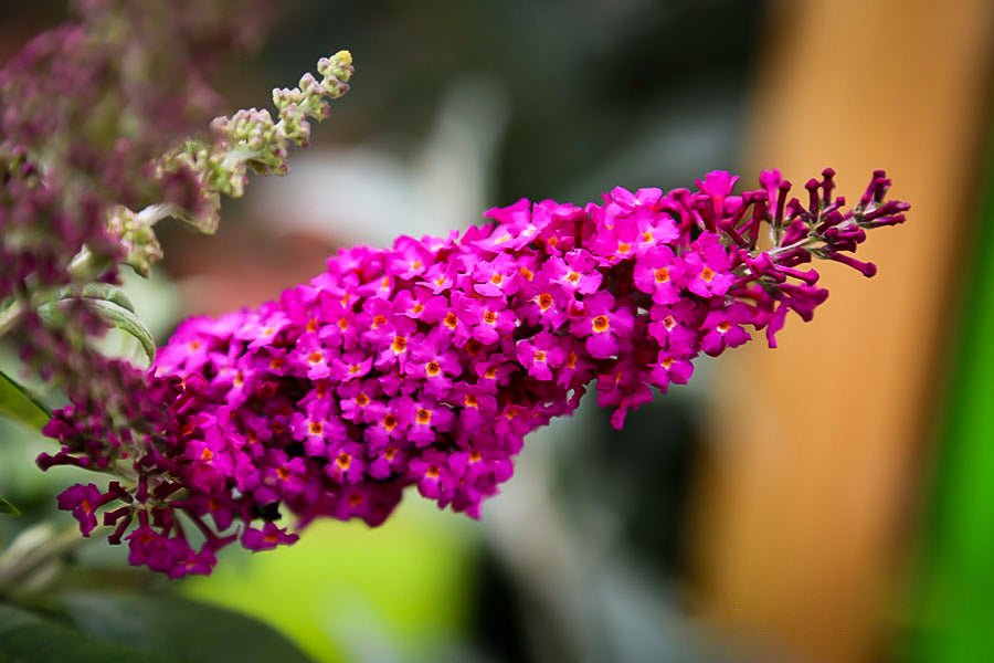 Butterfly Bush 'CranRazz' (Buddleja davidii) - Ladybird Nursery