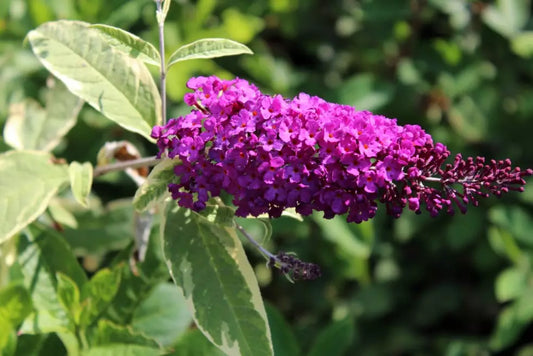 Butterfly Bush Harlequin (Buddleja davidii)