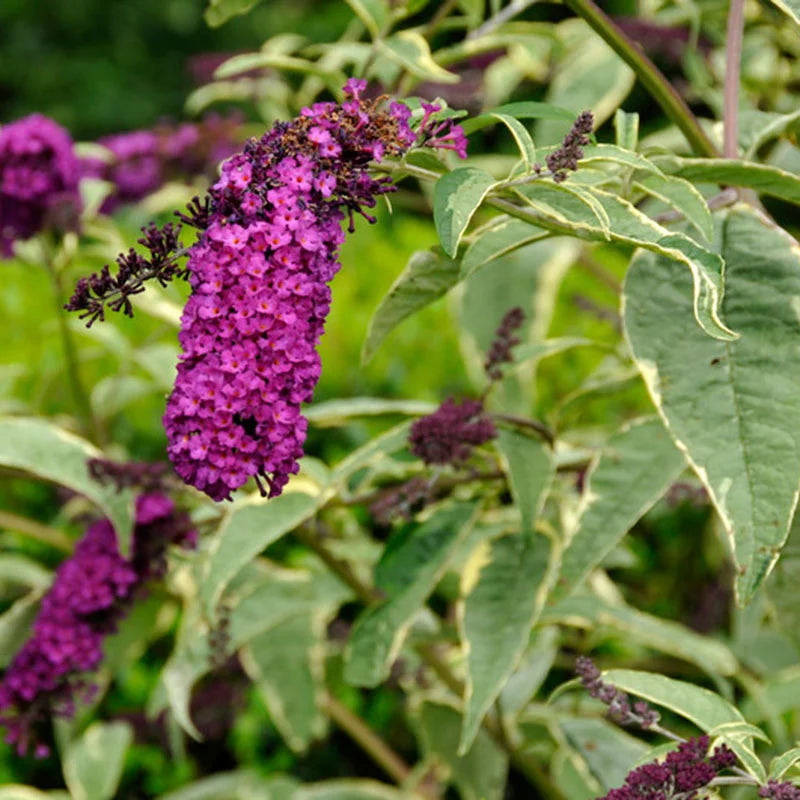 Butterfly Bush Harlequin (Buddleja davidii)