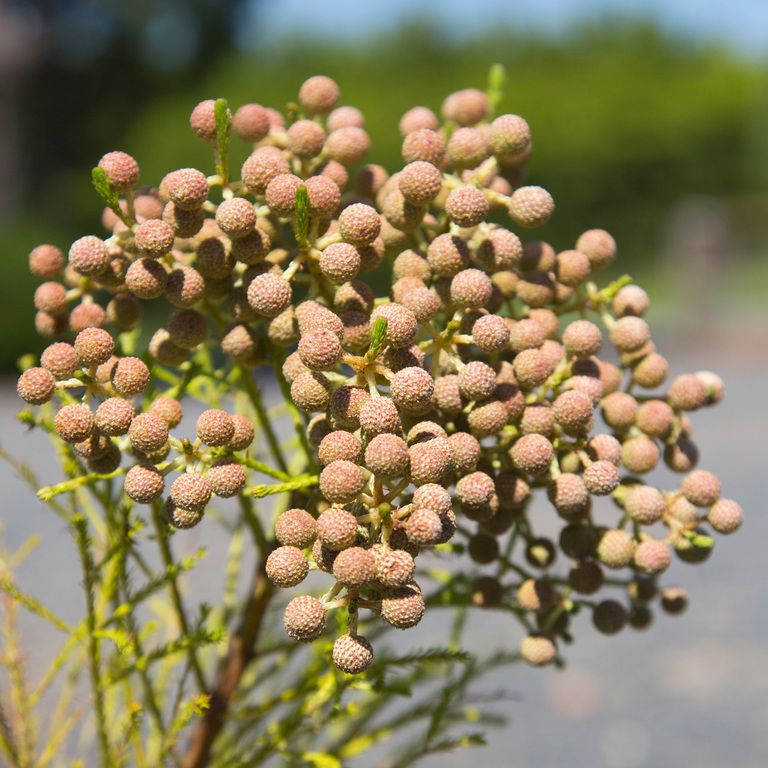 Berzelia rubra ‘Buttonbush Rose’ - Ladybird Nursery