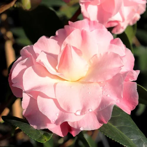 Camellia 'Buttons and Bows' - Large