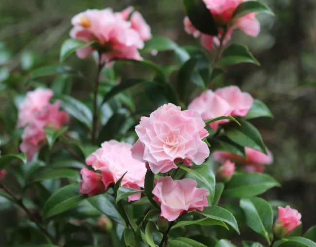 Camellia 'Buttons and Bows' - Large