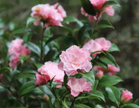 Camellia 'Buttons and Bows' - Large