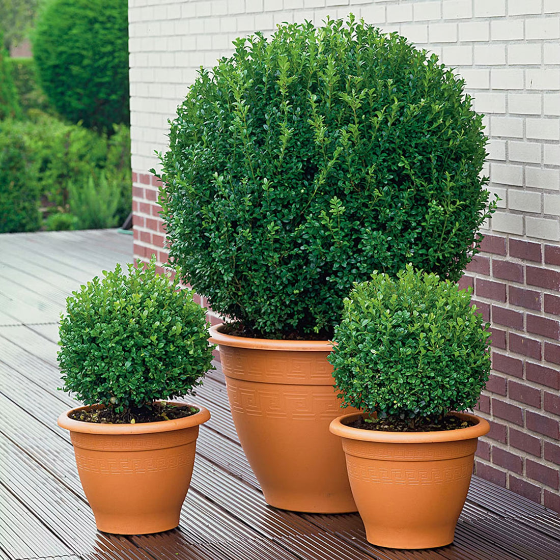 Boxwood Shaggy Box (Buxus bodinirii)