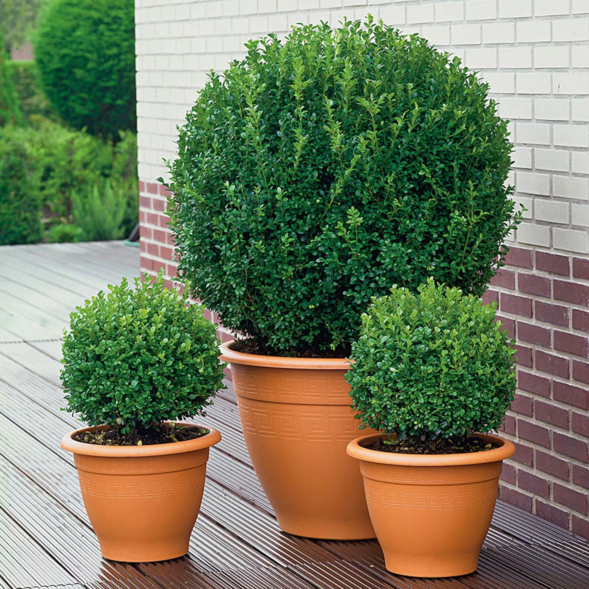 Boxwood Shaggy Box (Buxus bodinirii)