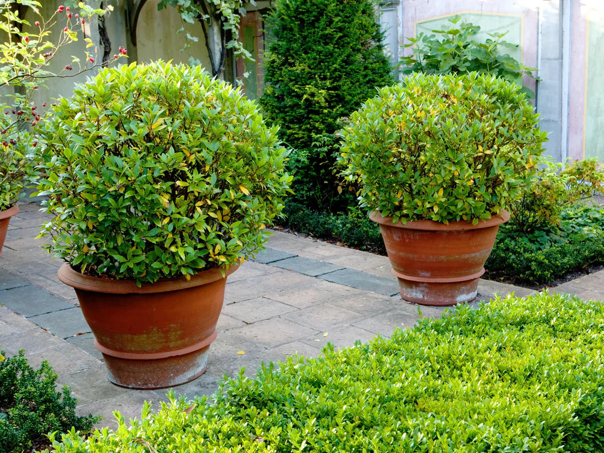 Japanese Box Faulkner (Buxus microphylla)