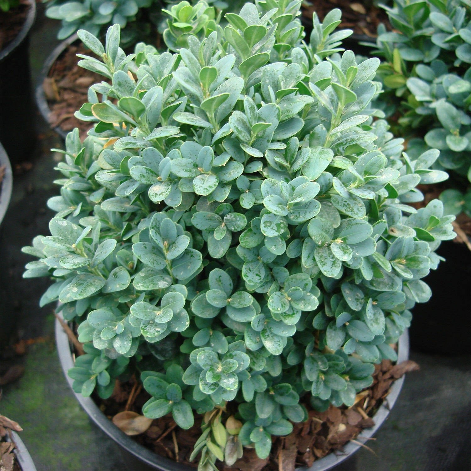 Common Box Blauer Heinz (Buxus sempervirens) - Ladybird Nursery