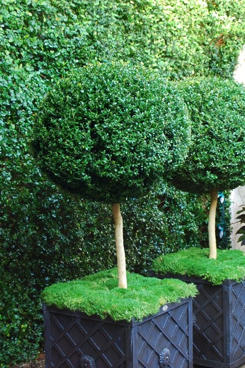 Common Box English Topiary Standards (Buxus sempervirens) - Ladybird Nursery