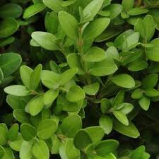 Buxus Hybrid - Ladybird Nursery