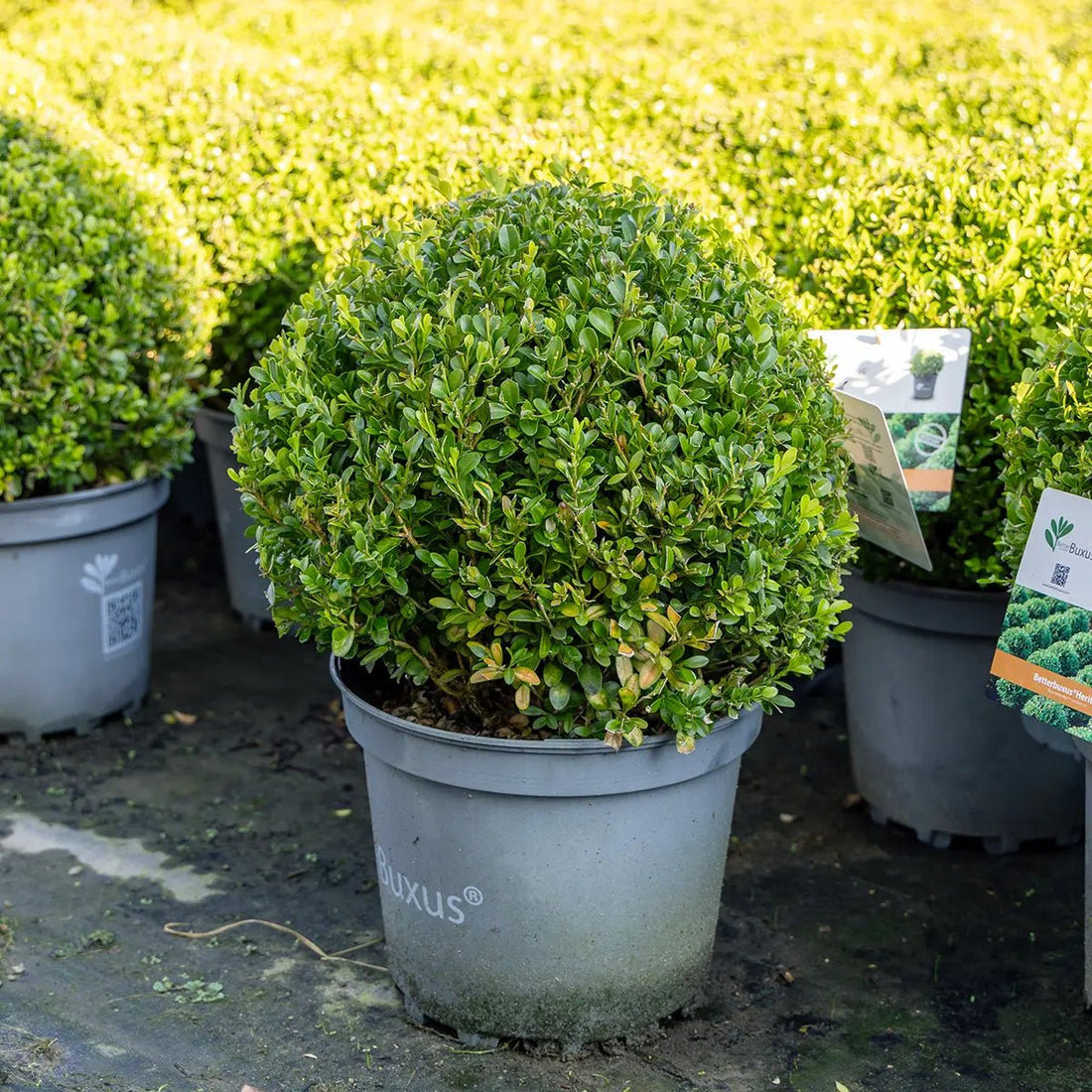 Buxus 'Heritage' - Ladybird Nursery