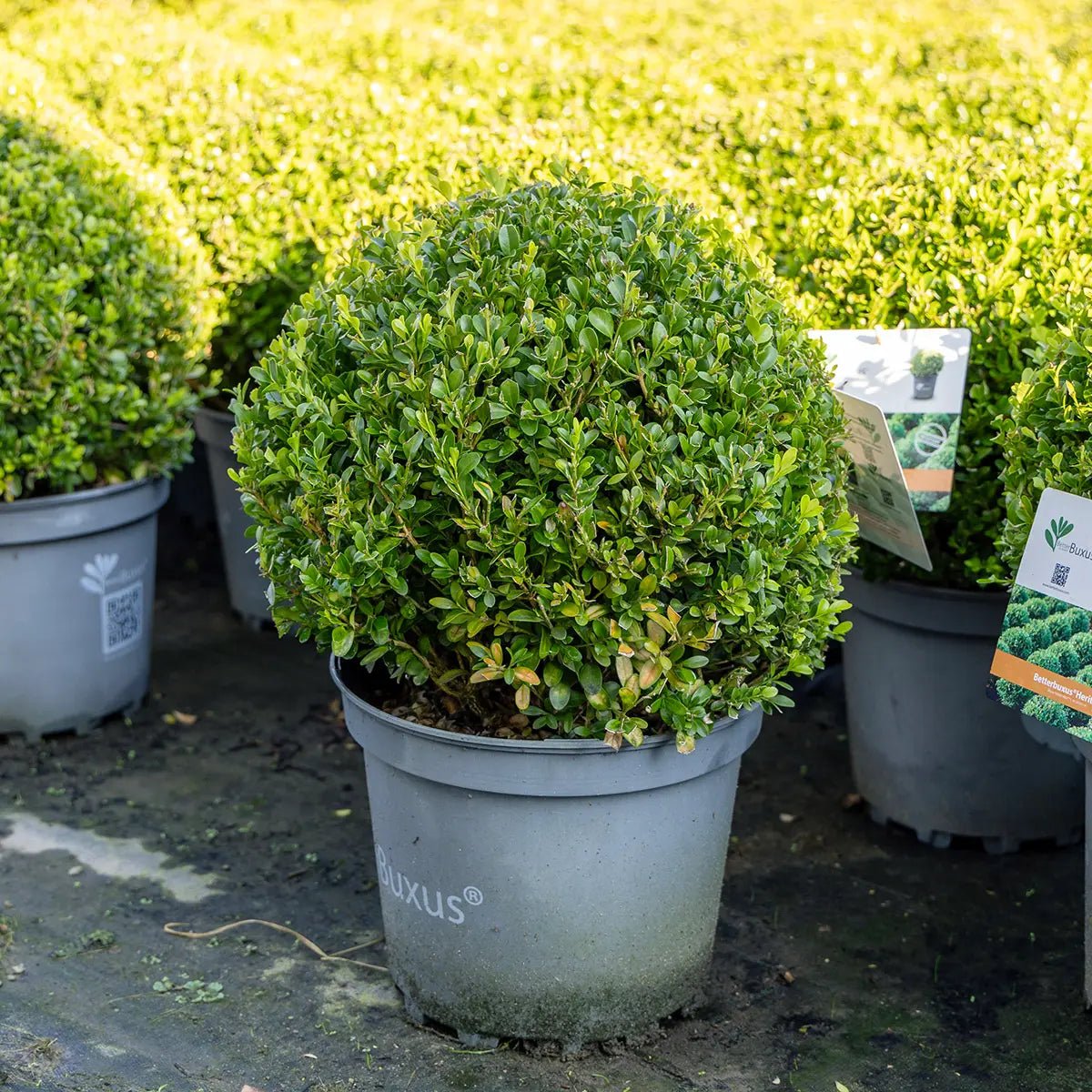 Buxus 'Heritage' - Ladybird Nursery