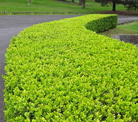 Buxus Hybrid - Ladybird Nursery