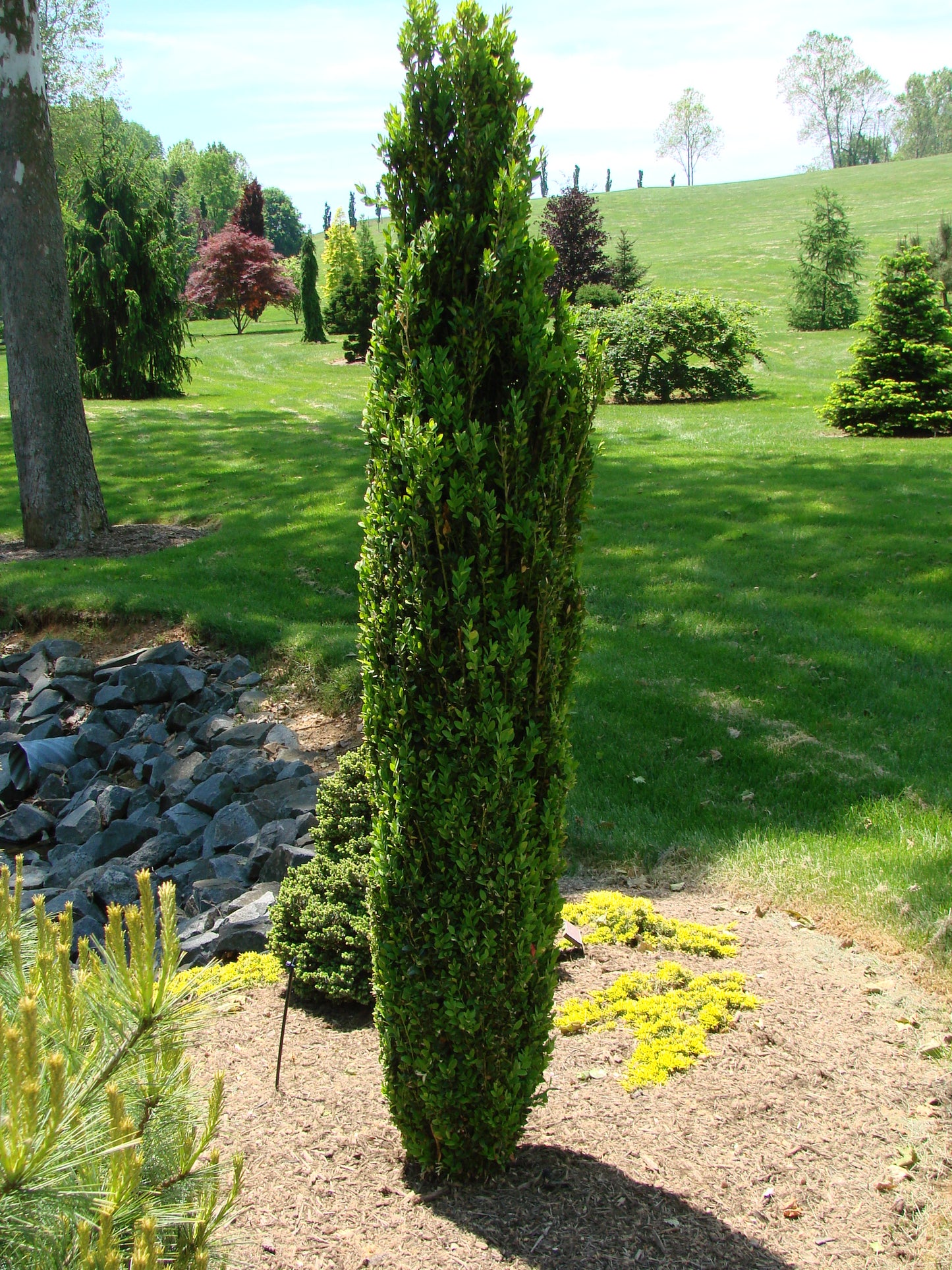 Common Box Emerald Pillar / Graham Blandy (Buxus sempervirens)
