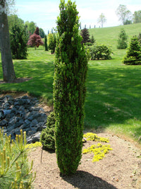 Common Box Emerald Pillar / Graham Blandy (Buxus sempervirens) - Ladybird Nursery