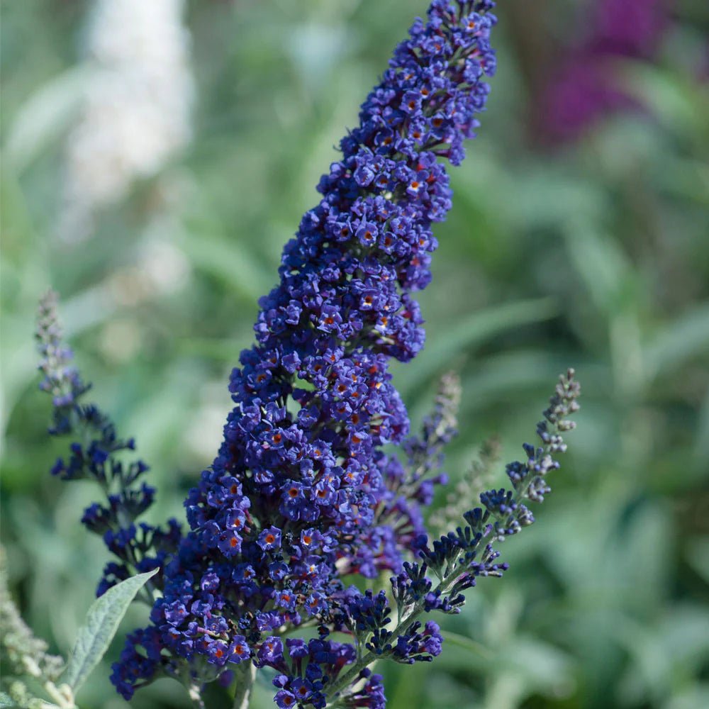 Butterfly Bush (Buddleja Buzz) - Ladybird Nursery
