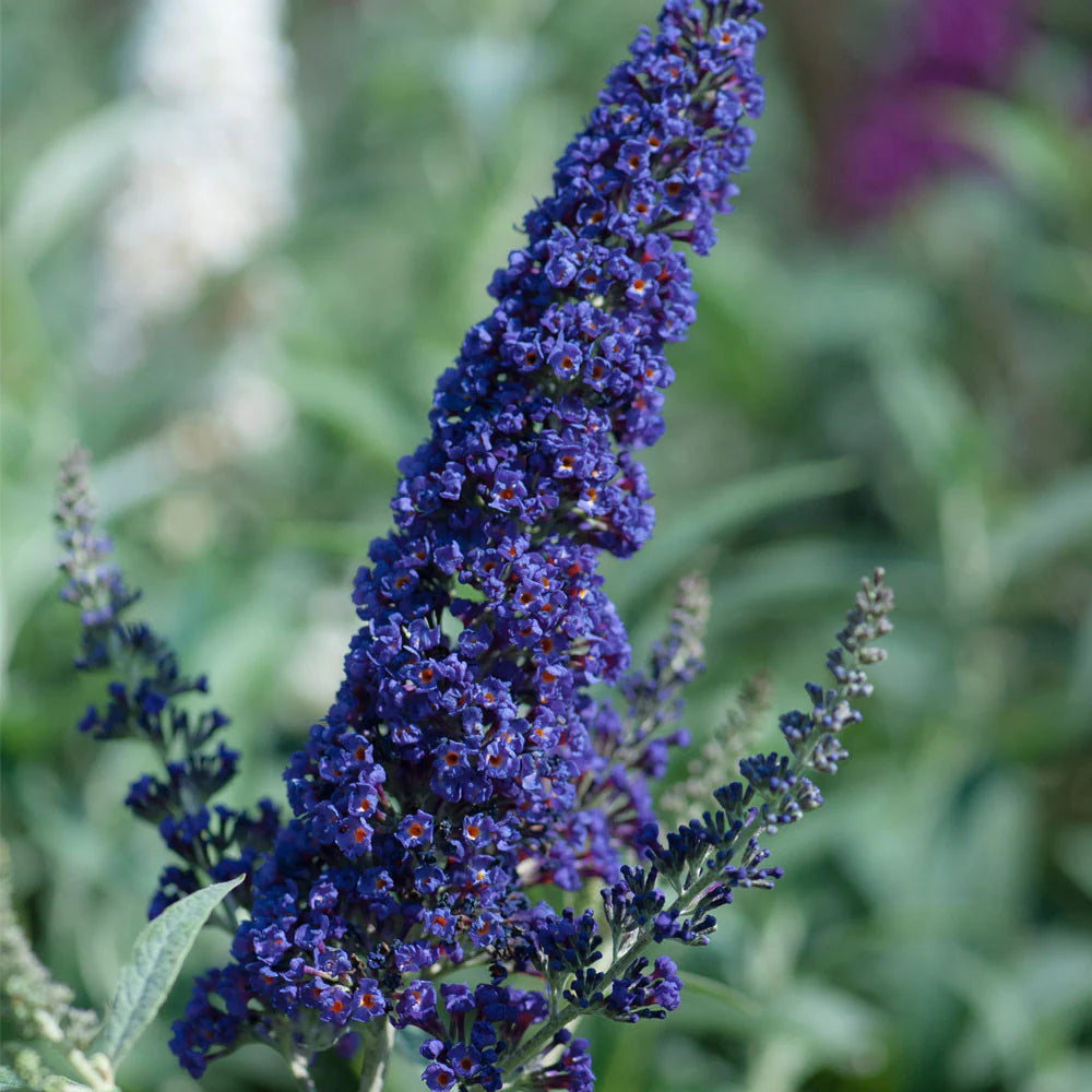 Butterfly Bush (Buddleja Buzz)