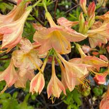 Azalea Mollis Buzzard