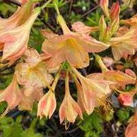 Azalea Mollis Buzzard - Ladybird Nursery