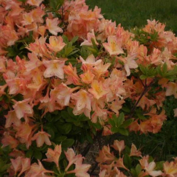 Azalea Mollis Buzzard - Ladybird Nursery