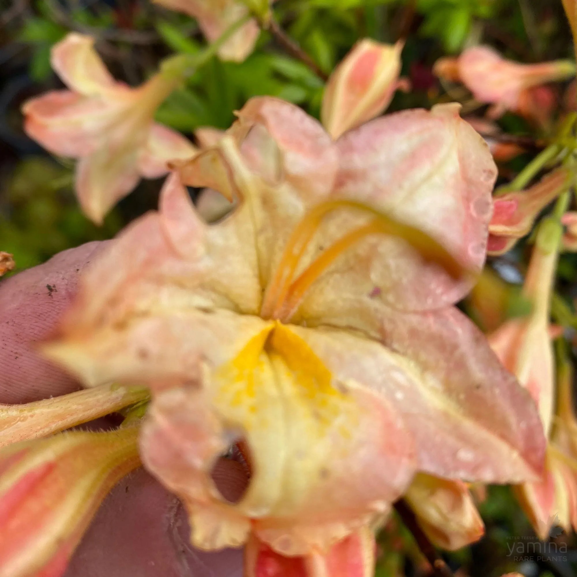 Azalea Mollis Buzzard - Ladybird Nursery