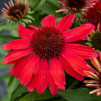 Coneflower Magic Vintage Orange (Echinacea Sun) - Ladybird Nursery