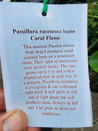 Coral Flame Passion Flower Vine