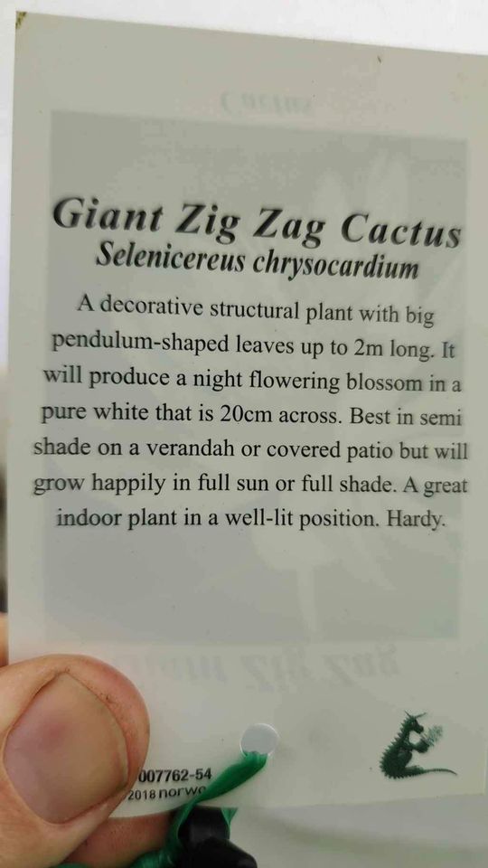Giant Zig Zag Cactus - Ladybird Nursery