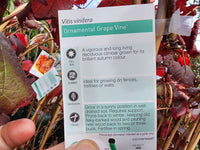 Ornamental Grape (Vitis vinifera) (QLD Only) - Ladybird Nursery