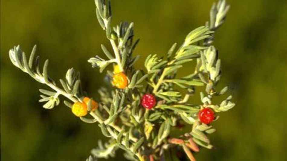 Ruby Saltbush bush tucker - Ladybird Nursery
