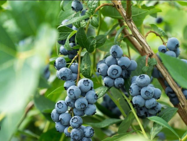 OB1 Blueberry fruit plant - Ladybird Nursery