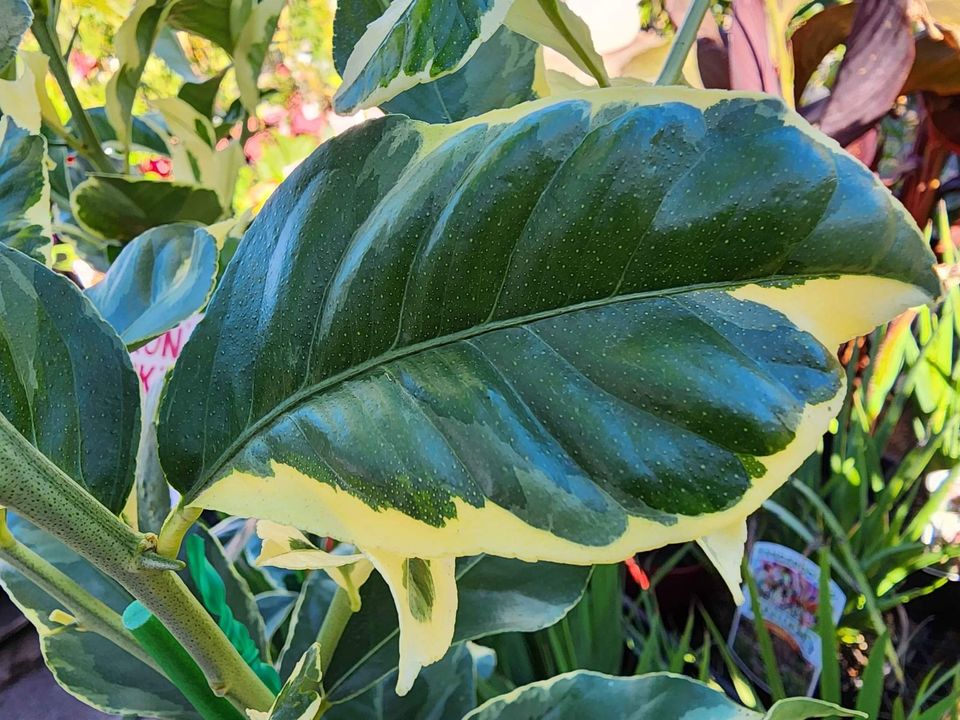 Pink Lemon Tree (QLD Only)