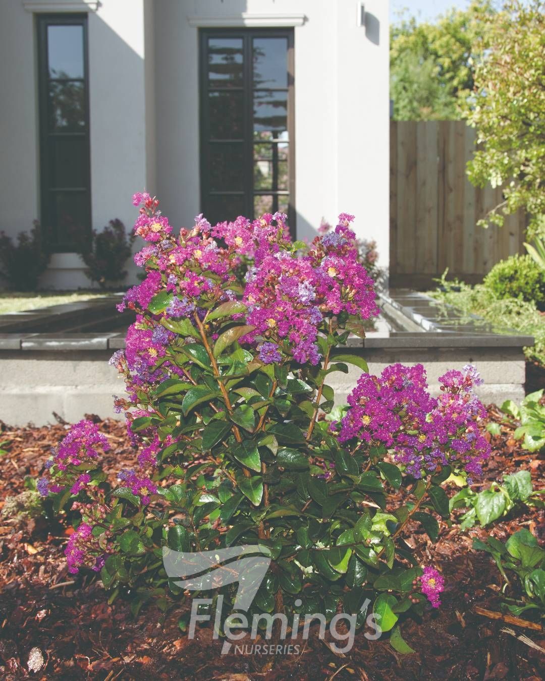 Crepe Myrtle Dwarf Purple Magic (Lagerstroemia indica) - Ladybird Nursery