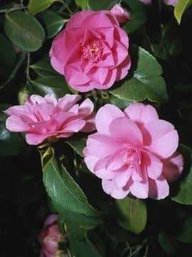Sasanqua Camellia Chansonette (Camellia sasanqua)