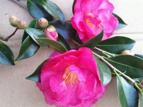 Sasanqua Camellia Dazzler (Camellia sasanqua) - Ladybird Nursery