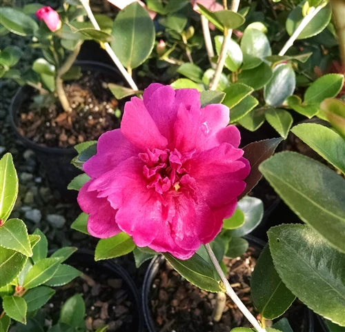 Sasanqua Camellia Rebecca (Camellia sasanqua)