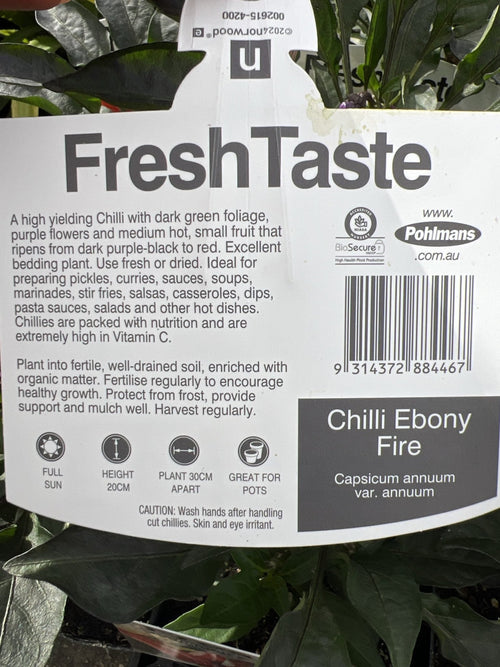 Chilli 'Ebony Fire' - Ladybird Nursery