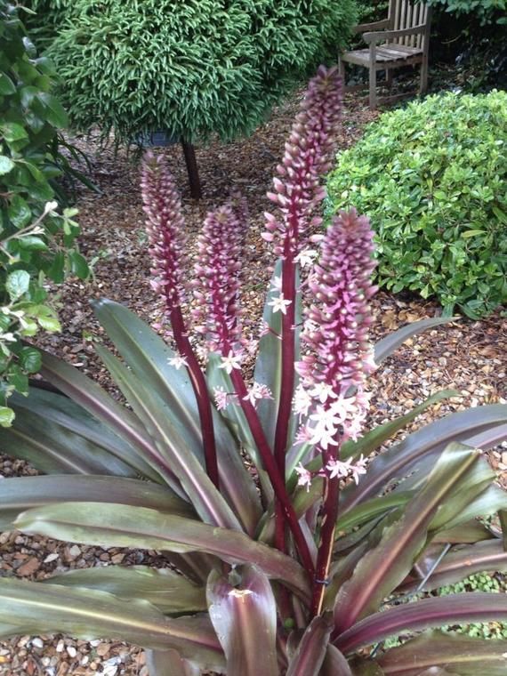 Burgundy Blaze Pineapple Lily (Eucomis spp.) - Ladybird Nursery