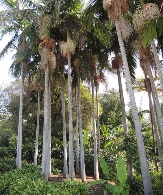 Bangalow Palm (Archontophoenix cunninghamiana)