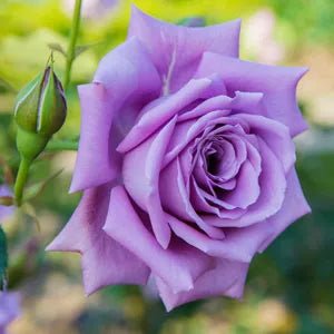 Rose Assorted 2 ft Standards (Rosa spp.) - Ladybird Nursery
