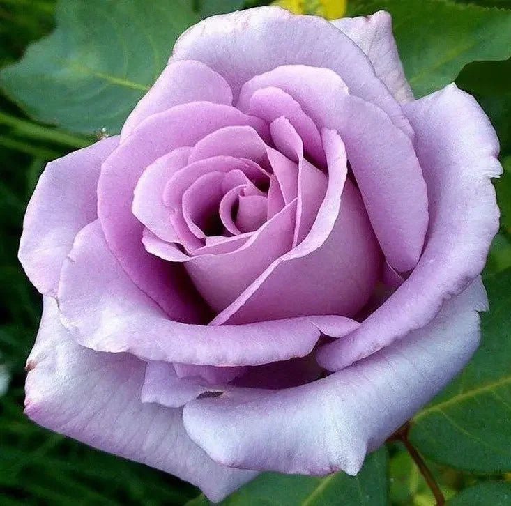Rose Assorted 2 ft Standards (Rosa spp.) - Ladybird Nursery