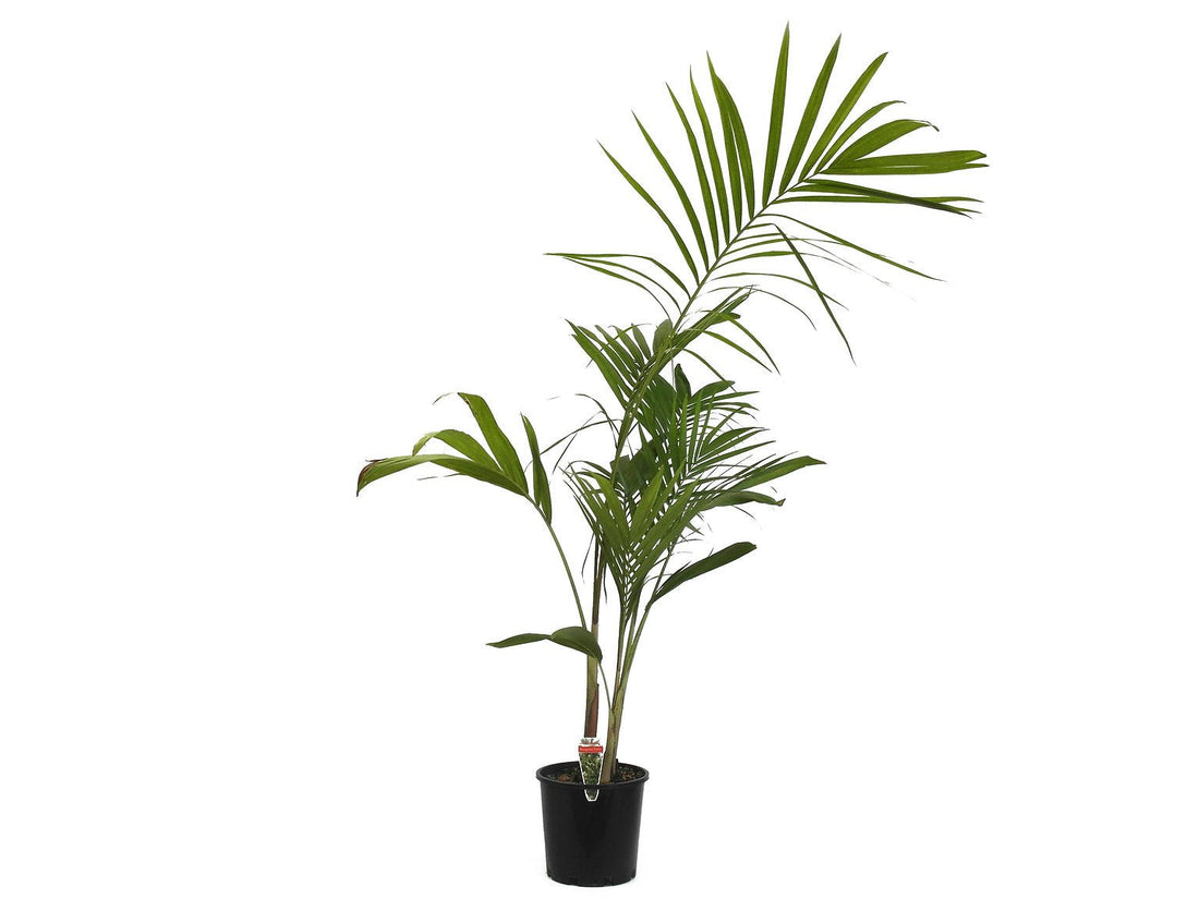 Bangalow Palm (Archontophoenix cunninghamiana) - Ladybird Nursery