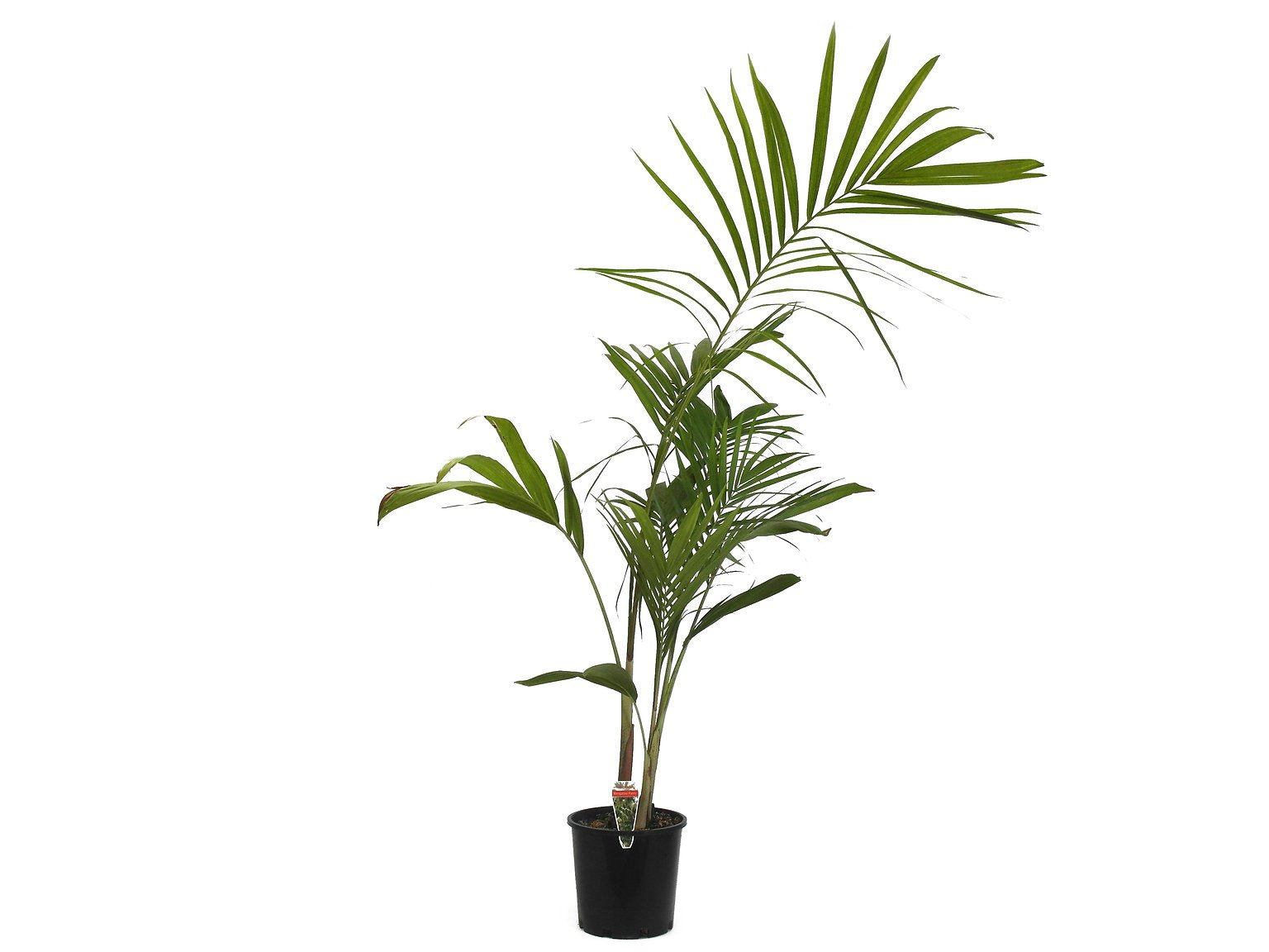 Bangalow Palm (Archontophoenix cunninghamiana) - Ladybird Nursery