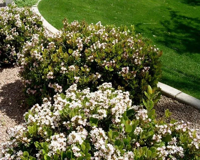 Rhaphiolepis Little Bliss