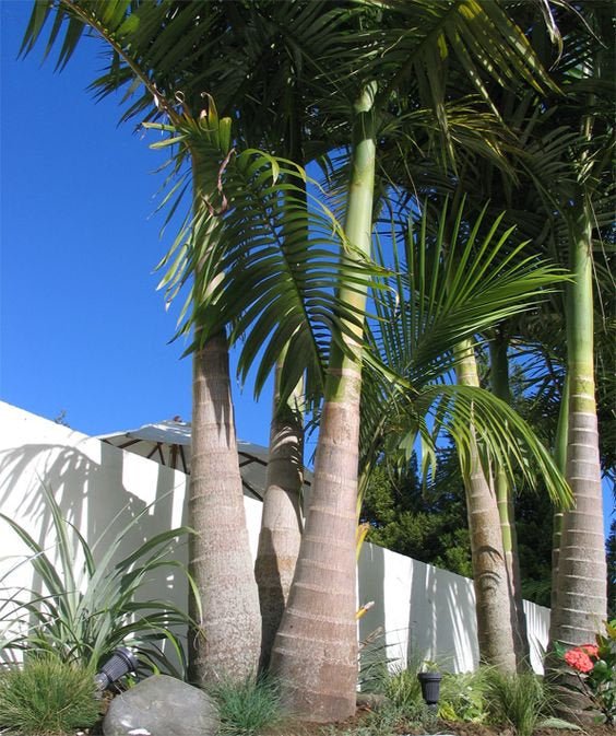 Bangalow Palm (Archontophoenix cunninghamiana) - Ladybird Nursery
