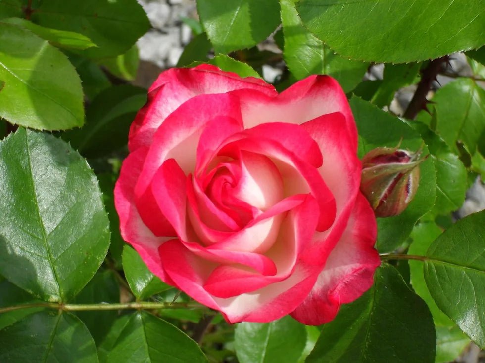 Rose Assorted 2 ft Standards (Rosa spp.) - Ladybird Nursery
