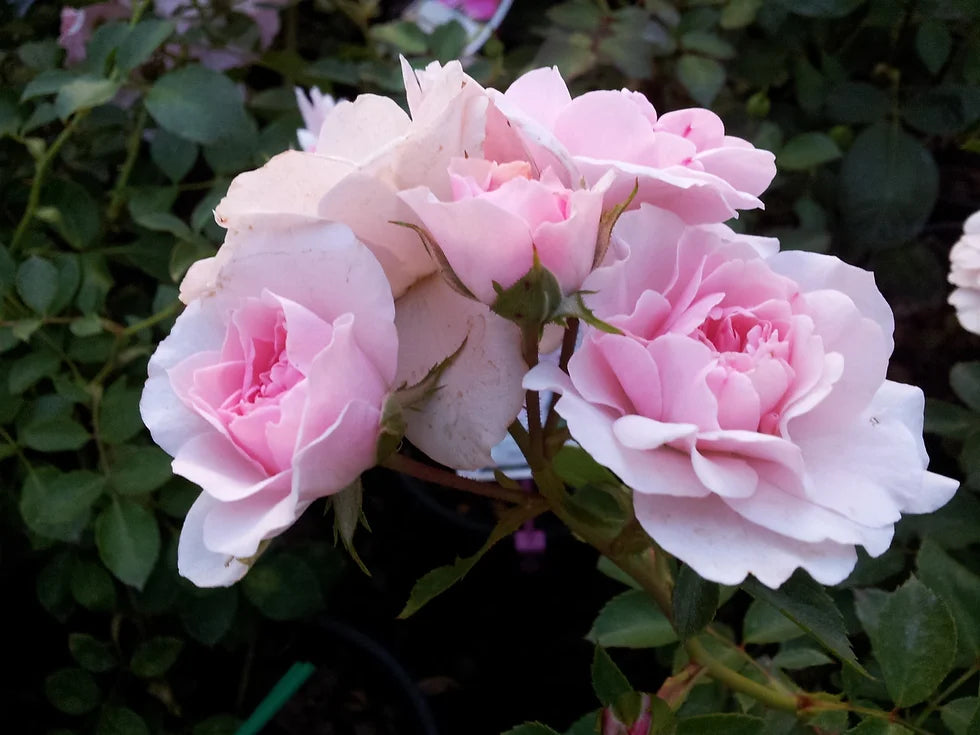 Rose Assorted 2 ft Standards (Rosa spp.)